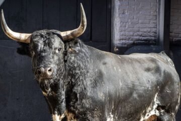 Una corrida de Palha precederá a la Feria de la Comunidad y San Isidro