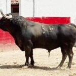 Expectación en Guadalajara por el desafío de banderilleros con toros de Tequisquiapan