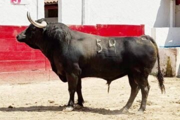 Expectación en Guadalajara por el desafío de banderilleros con toros de Tequisquiapan
