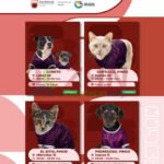 Ofrece Gobierno de Zacatecas cirugías gratuitas para esterilizar mascotas en Loreto y Pinos