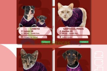 Ofrece Gobierno de Zacatecas cirugías gratuitas para esterilizar mascotas en Loreto y Pinos