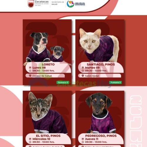 Ofrece Gobierno de Zacatecas cirugías gratuitas para esterilizar mascotas en Loreto y Pinos