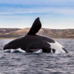 Tendrá ‘Liberen a Willy’ nueva adaptación cinematográfica